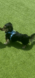 Lost Male Dog last seen Pamela Way, Blacksburg, VA 24060