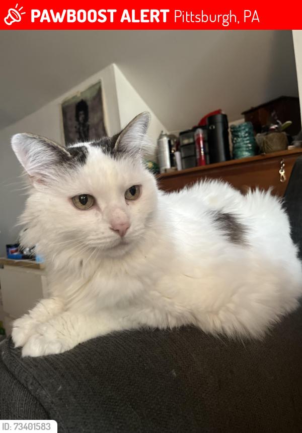 Lost Male Cat last seen baldwin high school, Pittsburgh, PA 15227