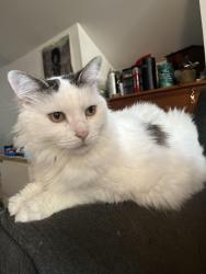 Lost Male Cat last seen baldwin high school, Pittsburgh, PA 15227
