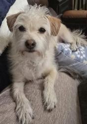 Lost Female Dog last seen Sean Haggerty, El Paso, TX 79934