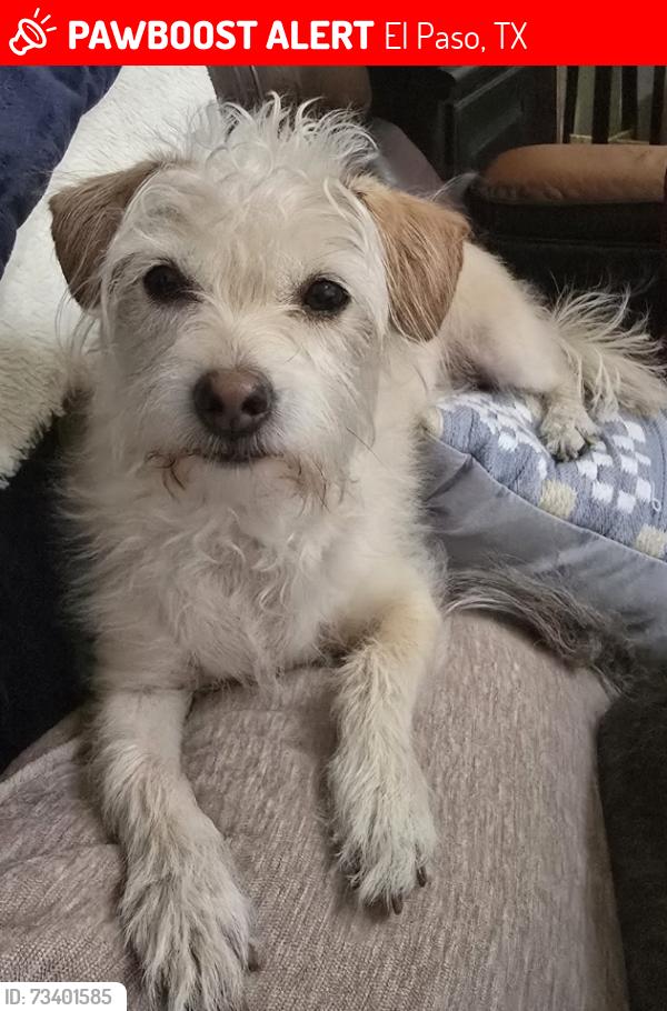Lost Female Dog last seen Sean Haggerty, El Paso, TX 79934