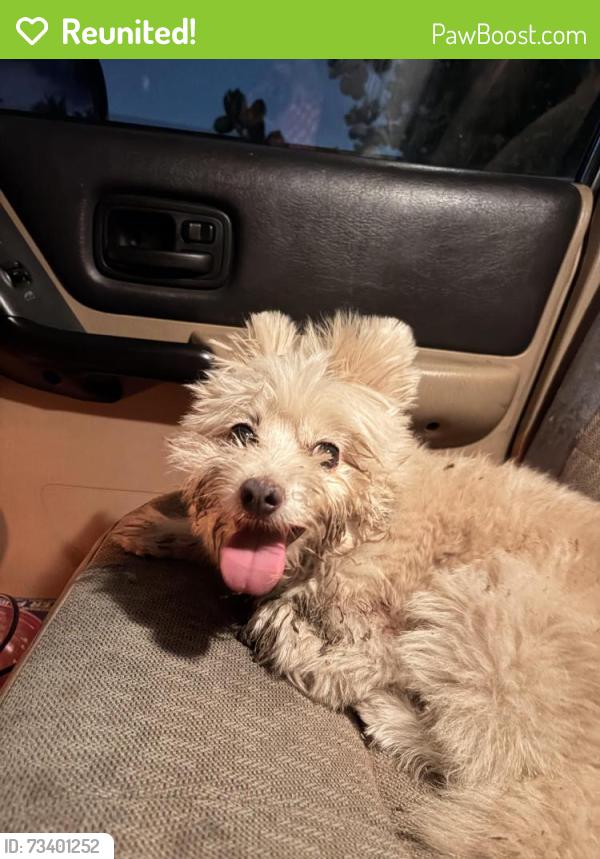Reunited Male Dog last seen Broadway Street, San Diego, CA 92102