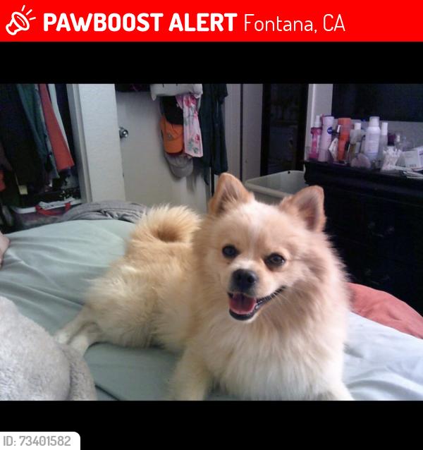 Lost Male Dog last seen He got away from me near Merrill and Cedar and headed off in that direction., Fontana, CA 92335