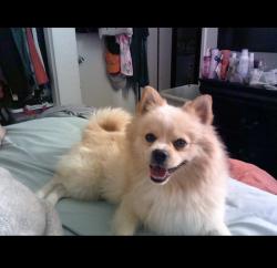 Lost Male Dog last seen He got away from me near Merrill and Cedar and headed off in that direction., Fontana, CA 92335