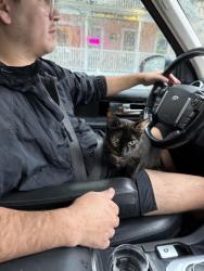Reunited Female Cat last seen Park, Greenport, NY 11944