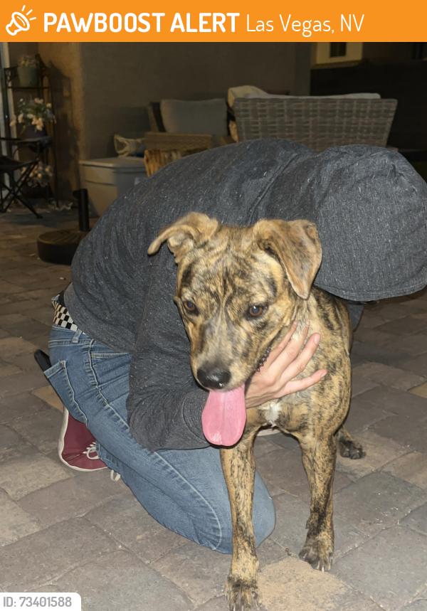 Found/Stray Female Dog last seen Sunset and Decatur, Las Vegas, NV 89118