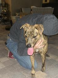 Found/Stray Female Dog last seen Sunset and Decatur, Las Vegas, NV 89118