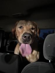 Found/Stray Male Dog last seen Edinger and Center St, Santa Ana, CA 92704