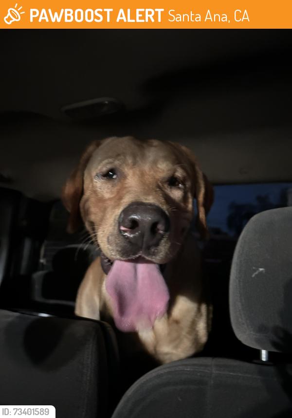 Found/Stray Male Dog last seen Edinger and Center St, Santa Ana, CA 92704