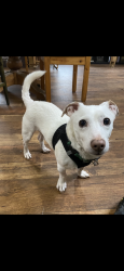 Lost Male Dog last seen N Boro Ln, Trappe, PA 19426
