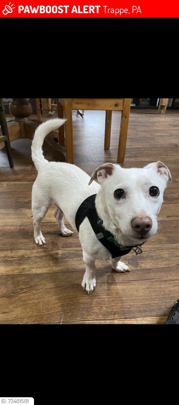 Lost Male Dog last seen N Boro Ln, Trappe, PA 19426