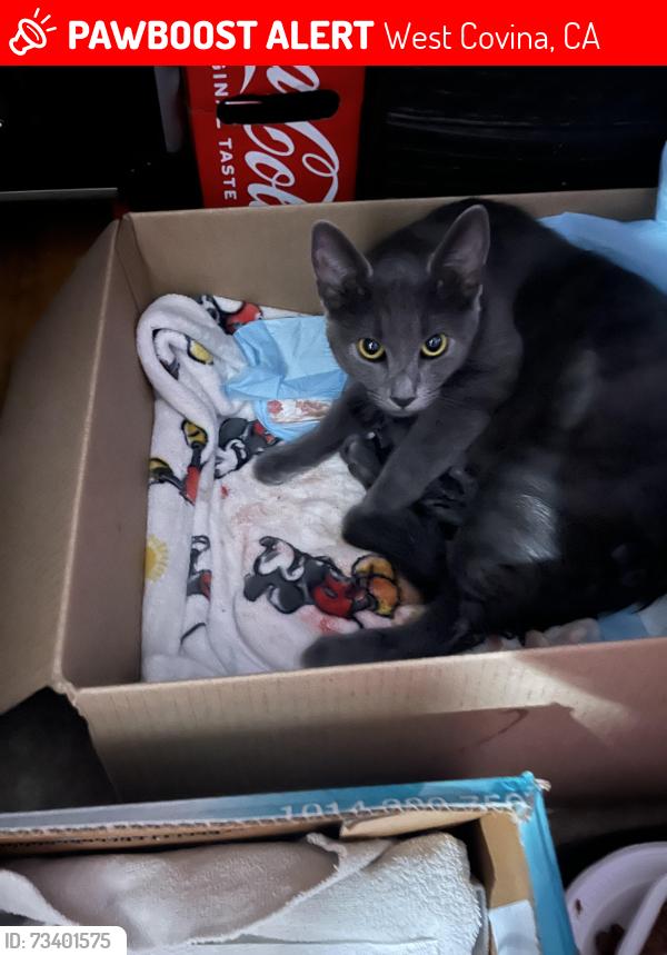 Lost Female Cat last seen Azusa & Amar, West Covina, CA 91792