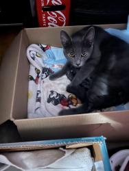 Lost Female Cat last seen Azusa & Amar, West Covina, CA 91792