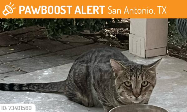 Found/Stray Unknown Cat last seen Almond Dr / Apricot San Antonio Tx 78247, San Antonio, TX 78247