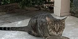 Found/Stray Unknown Cat last seen Almond Dr / Apricot San Antonio Tx 78247, San Antonio, TX 78247