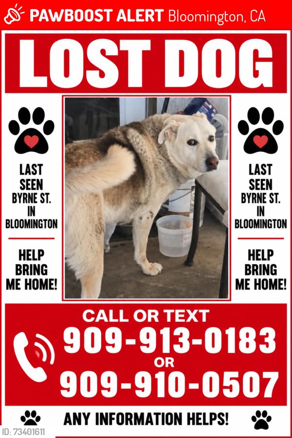 Lost Male Dog last seen Santa ana, Bloomington, CA 92316