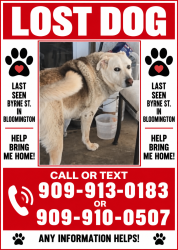 Lost Male Dog last seen Santa ana, Bloomington, CA 92316