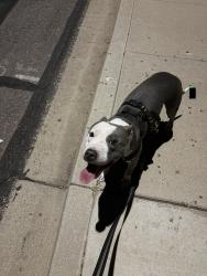 Reunited Female Dog last seen Horne and Hope St, Mesa, AZ 85203