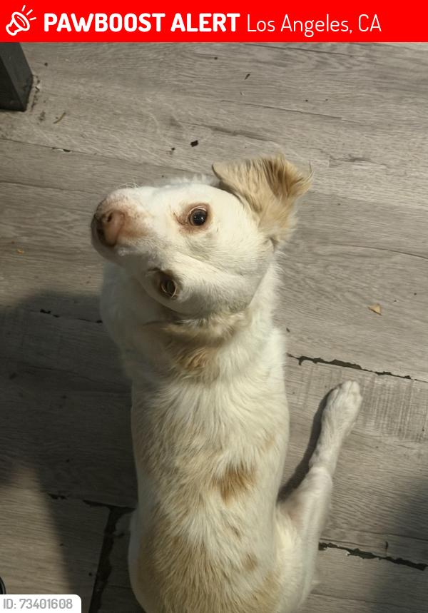 Lost Male Dog last seen Laurel Canyon and Van Nuys, Los Angeles, CA 91331