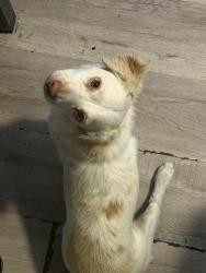 Lost Male Dog last seen Laurel Canyon and Van Nuys, Los Angeles, CA 91331