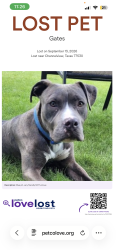 Lost Male Dog last seen Dell dale, Channelview, TX 77530