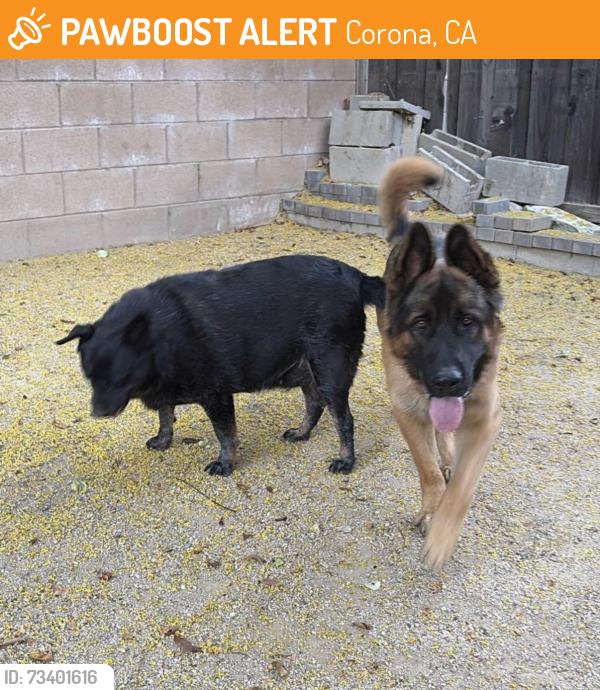 Found/Stray Male Dog last seen El Cerrito Middle School, Corona, CA 92881