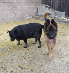 Found/Stray Male Dog last seen El Cerrito Middle School, Corona, CA 92881