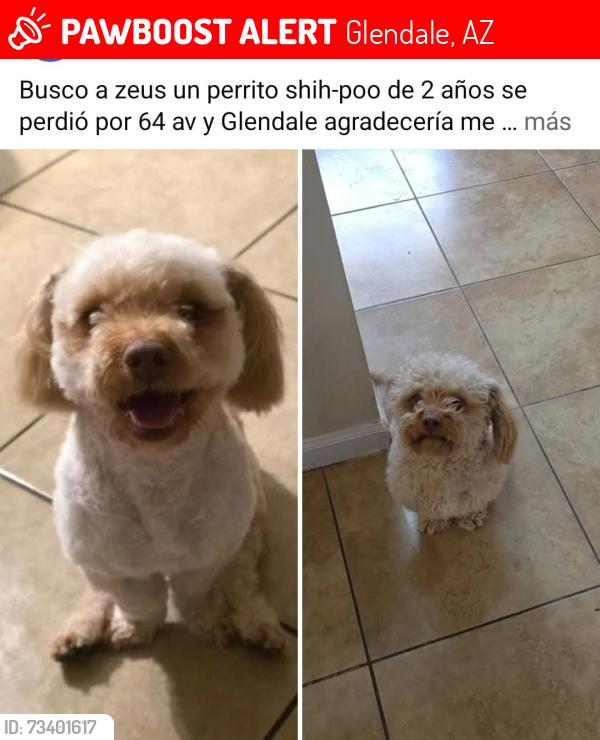 Lost Male Dog last seen Near n 64th av glendale, Glendale, AZ 85301