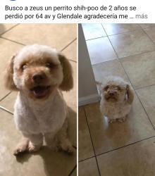 Lost Male Dog last seen Near n 64th av glendale, Glendale, AZ 85301