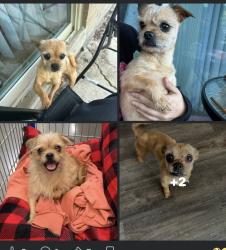 Lost Male Dog last seen Sunoco, Lorain, OH 44052