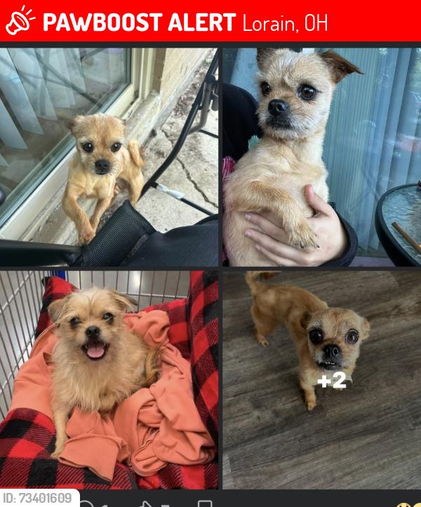 Lost Male Dog last seen Sunoco, Lorain, OH 44052