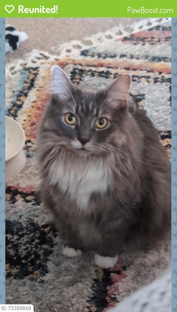 Reunited Female Cat last seen Union Street, New Street, Nazareth, Nazareth, PA 18064