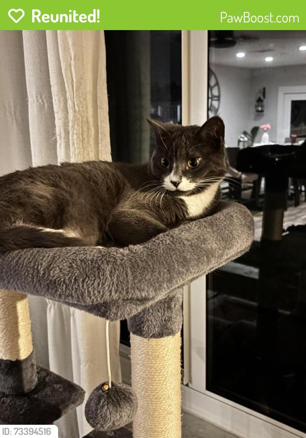 Reunited Male Cat last seen Plantation RD, NW 73rd terrace 33317, Plantation, FL 33317