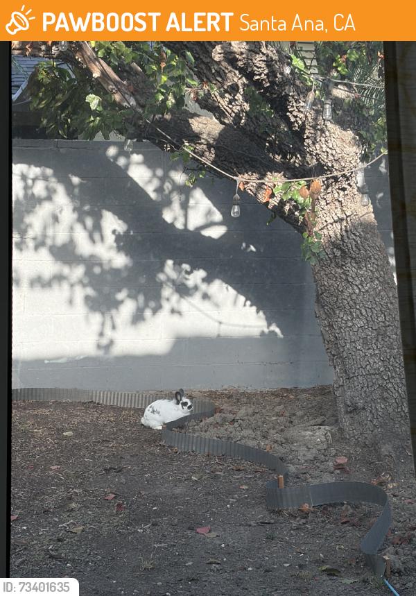 Found/Stray Unknown Rabbit last seen bristol st & warner ave, thornton park, Santa Ana, CA 92704