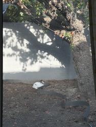 Found/Stray Unknown Rabbit last seen bristol st & warner ave, thornton park, Santa Ana, CA 92704