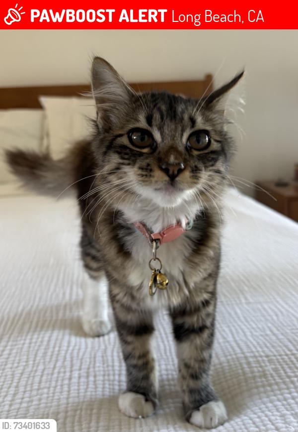 Lost Female Cat last seen Kallin Ave., Long Beach, CA 90808