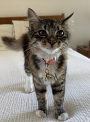 Lost Female Cat last seen Kallin Ave., Long Beach, CA 90808