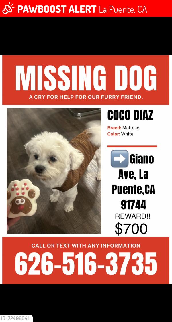 Lost Male Dog last seen La sede and valle blvd., South San Jose Hills, CA 91744