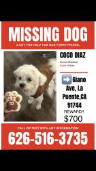 Lost Male Dog last seen La sede and valle blvd., South San Jose Hills, CA 91744