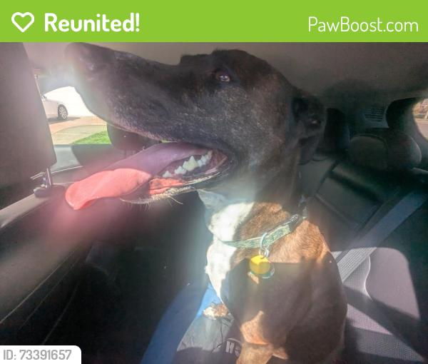 Reunited Male Dog last seen Birdsong and 165th, Tigard, OR 97223