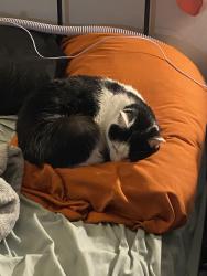 Lost Female Cat last seen Delaware dt and argon, Chattanooga, TN 37412