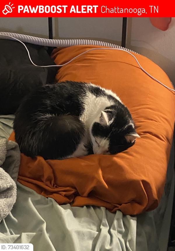 Lost Female Cat last seen Delaware dt and argon, Chattanooga, TN 37412