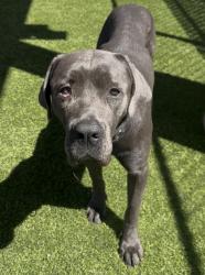 Shelter Stray Female Dog last seen Gloria Street, San Diego, CA, 92113, 5500 Gaines St, San Diego, CA 92110, USA