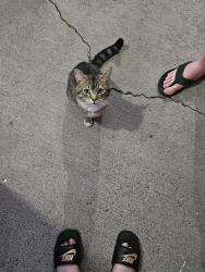 Found/Stray Male Cat last seen Sunnyview Rd, Brook Hollow apmts, Salem, OR 97305