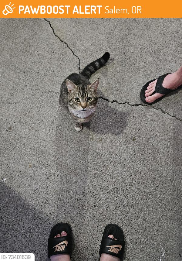 Found/Stray Male Cat last seen Sunnyview Rd, Brook Hollow apmts, Salem, OR 97305