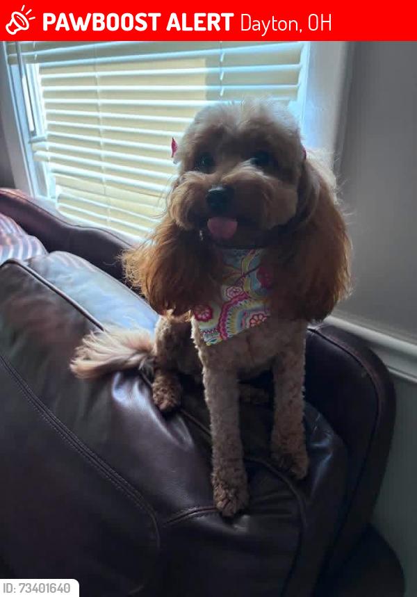 Lost Female Dog last seen Cassano Pizza, Dayton, OH 45417