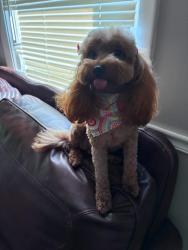 Lost Female Dog last seen Cassano Pizza, Dayton, OH 45417