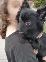 Found/Stray Female Dog last seen Clark Street and Fassett, Toledo, OH 43605
