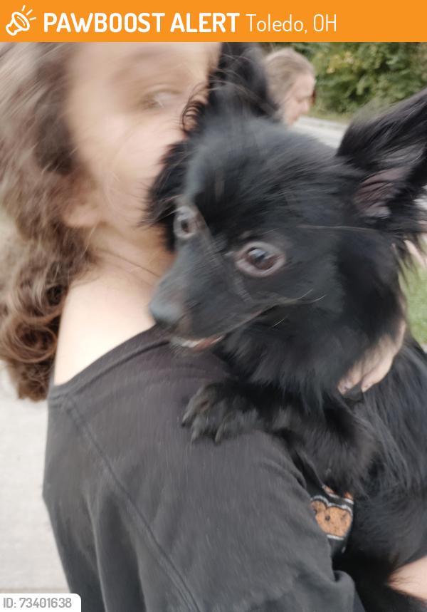 Found/Stray Female Dog last seen Clark Street and Fassett, Toledo, OH 43605