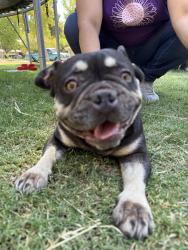 Found/Stray Female Dog last seen California ave, Modesto, CA 95351